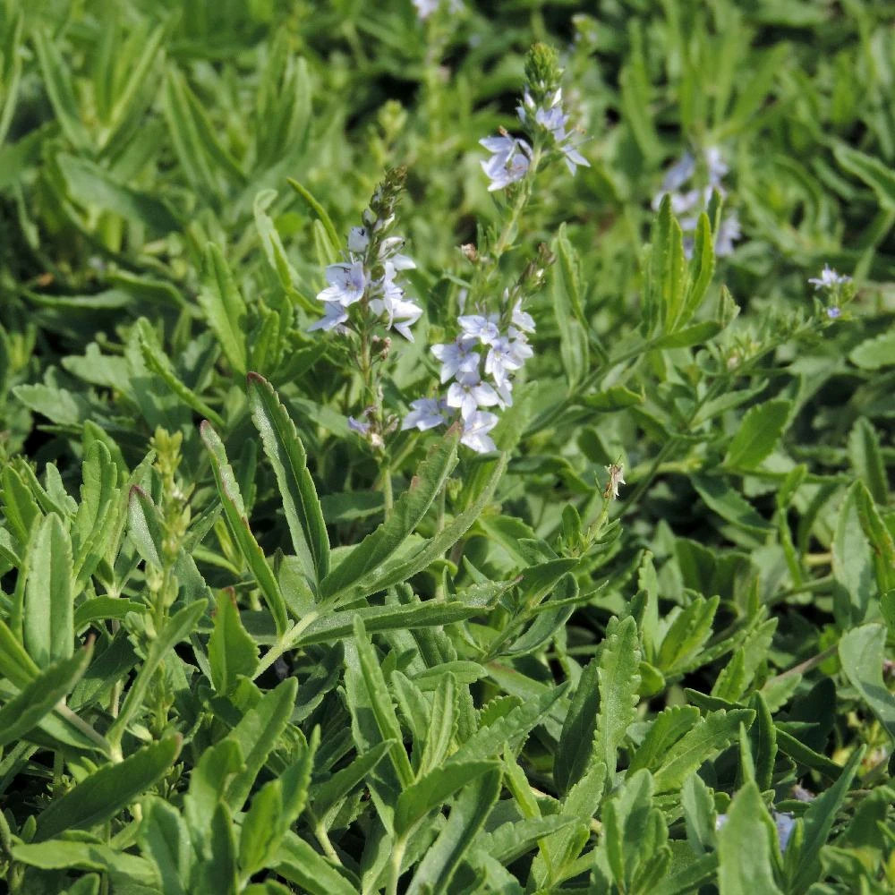 Véronique prostrée lot de 3 godets