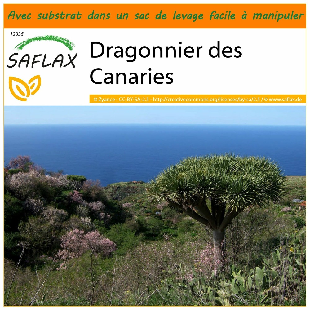 Garden in the bag - dragonnier des canaries - 5 graines - dracaena draco