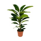 Plante d'intérieur - ficus benghalensis roy 90.0cm