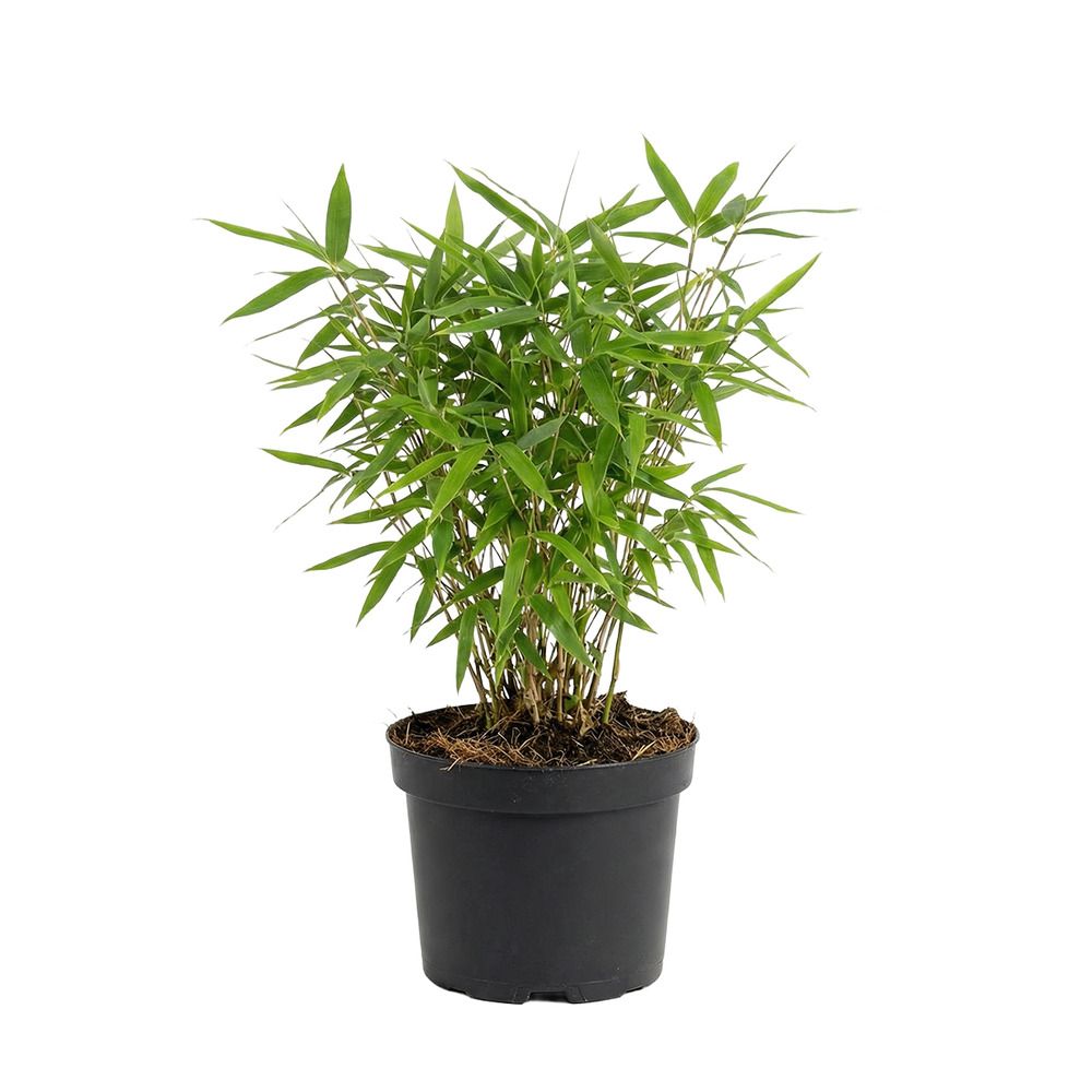 Fargesia rufa - plante bambou - h. 20-40 cm - p. Ø 14 cm