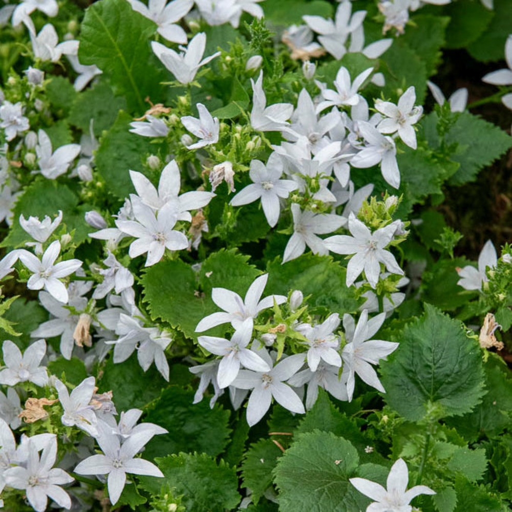 Campanule des murets e.h. Frost - le pot / ø 9cm