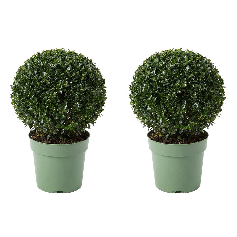 Lot de 2 - ilex crenata jenny - houx japonais - h. 30-40 cm