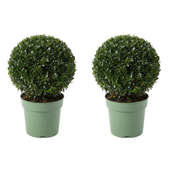 Lot de 2 - ilex crenata jenny - houx japonais - h. 30-40 cm