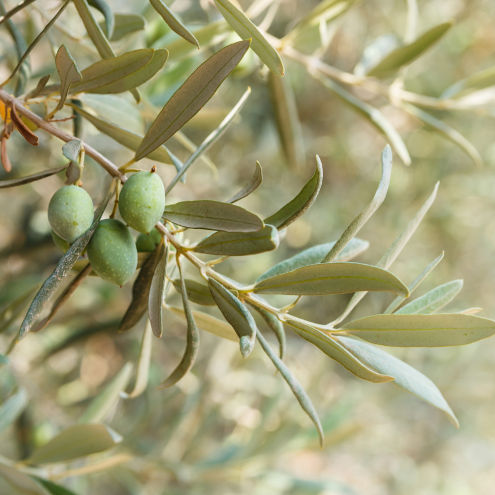 Olivier buisson olea europaea buisson 40/50cm pot 4l