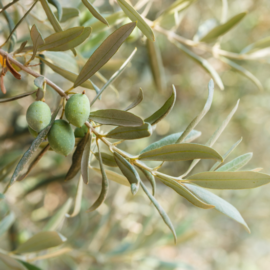 Olivier buisson olea europaea buisson 40/50cm pot 4l