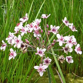 Jonc Fleuri Butomus Umbellatus – Lot De 3 Plants D’Étang En Pot 9 Cm – Hauteur 10-20 Cm – Fleur De Cygne Pour Bassin