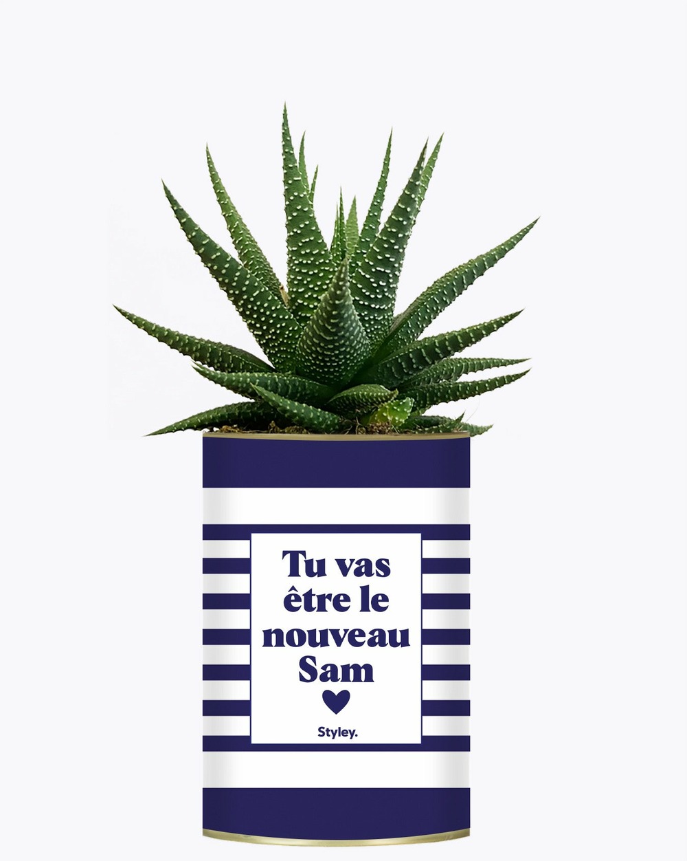 Plante drôle - tu vas être le nouveau sam - cactus