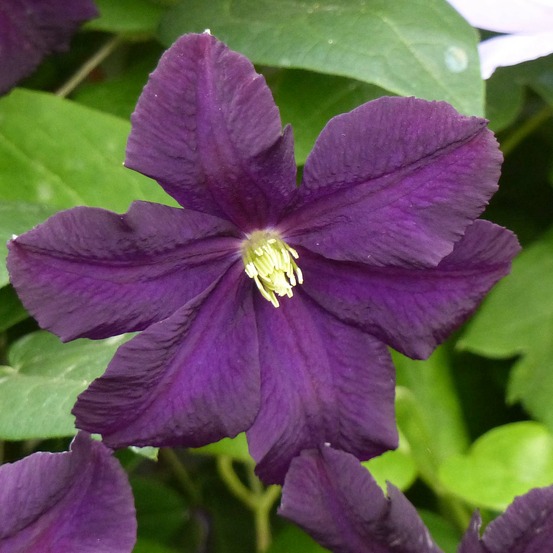 Clematis 'romantika' pot de 2l/3l