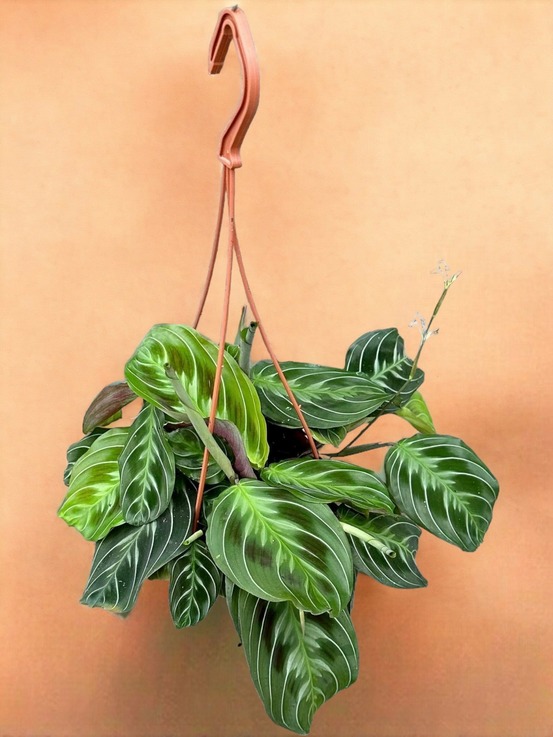 Maranta noid