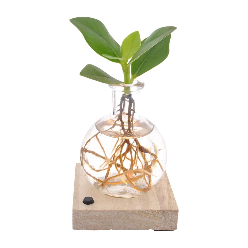 Clusia in samoa led - ø5cm - ↕10cm - plantes d'intérieur