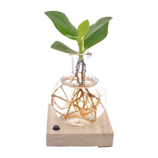 Clusia in samoa led - ø5cm - ↕10cm - plantes d'intérieur