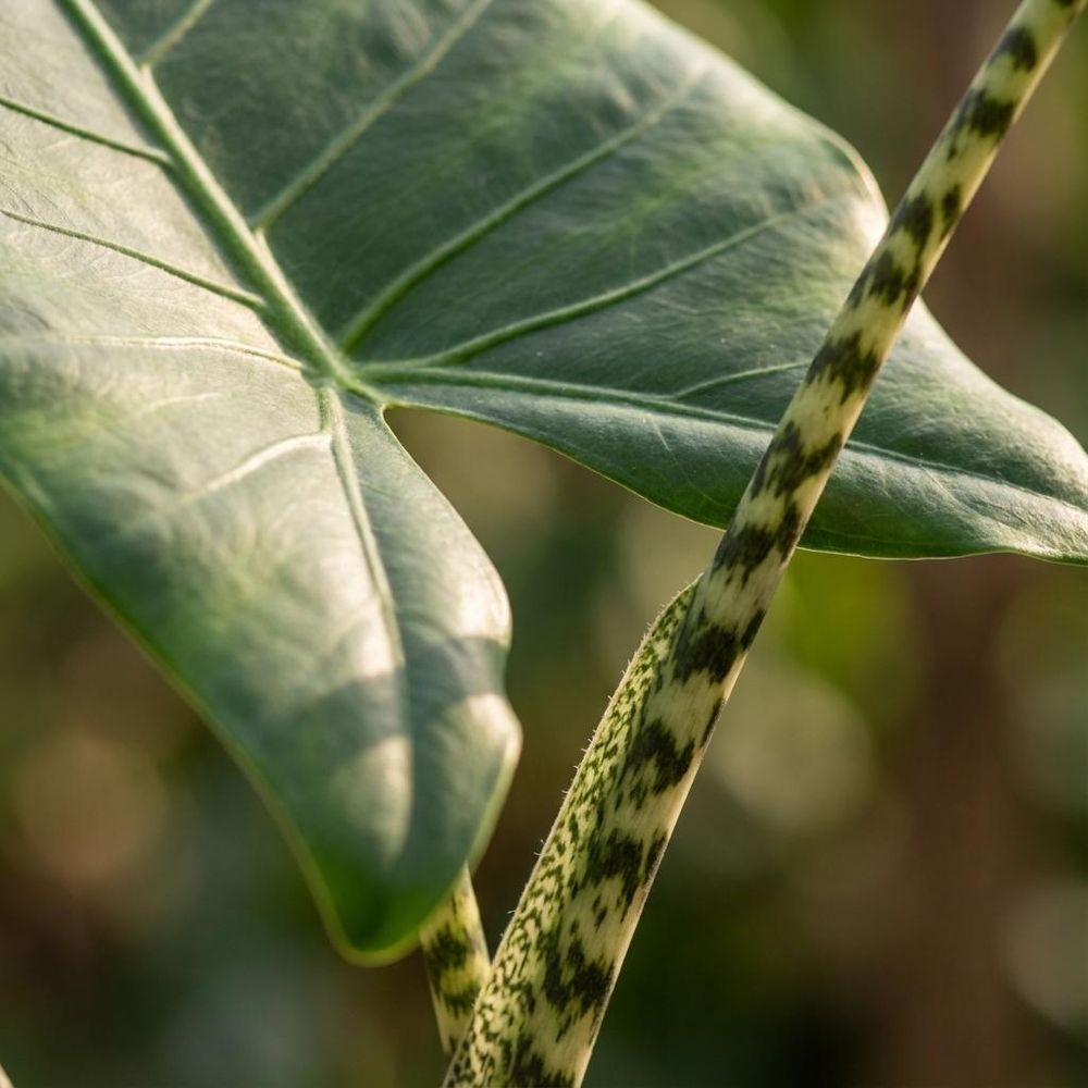 Alocasia zebrina - pot de 21cm - hauteur 70-75cm