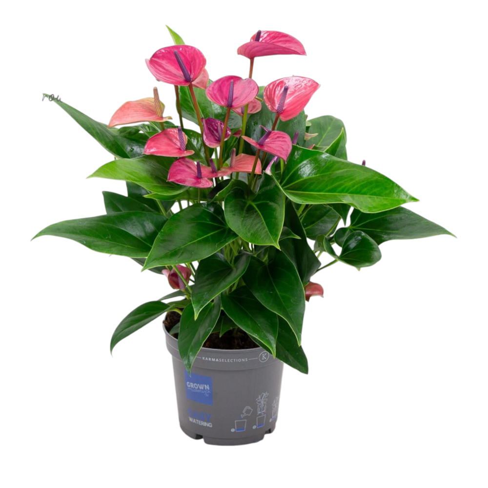 Plante d'intérieur - anthurium rose 50.0cm