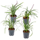 Xl liriope 'moneymaker' pot 2l - lily grass par 4 pièces - plante d'extérieur ⌀17 cm - ↕40-45 cm
