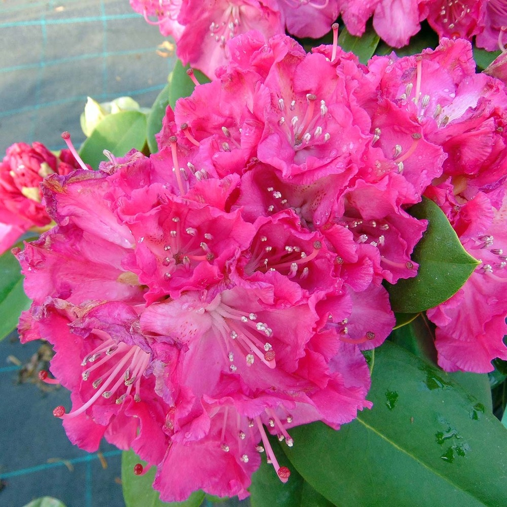 Rhododendron 'germania' pot de 4l/5l