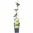 Passiflora bleu 'constance elliot' - ↨65cm - ø15 - plante d'extérieur grimpante fleurie