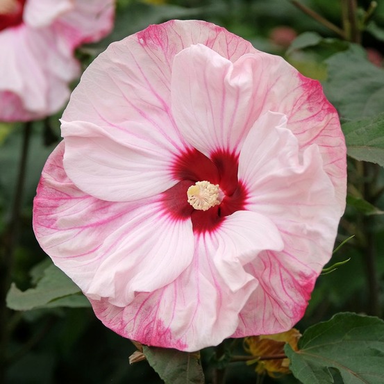 Hibiscus des marais 'cherry cheesecake' pot de 3l/4l