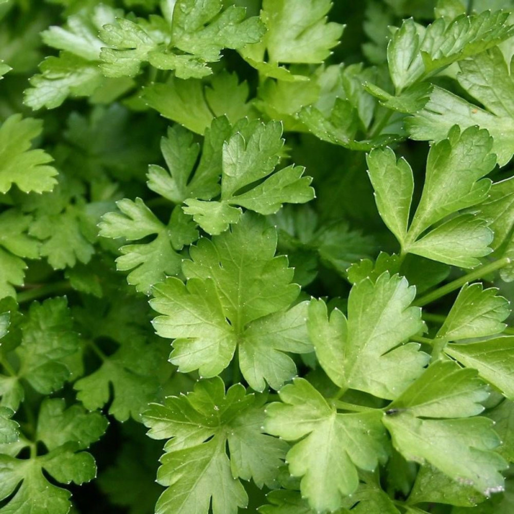 Graines de persil commun 2 - vilmorin sachet économique