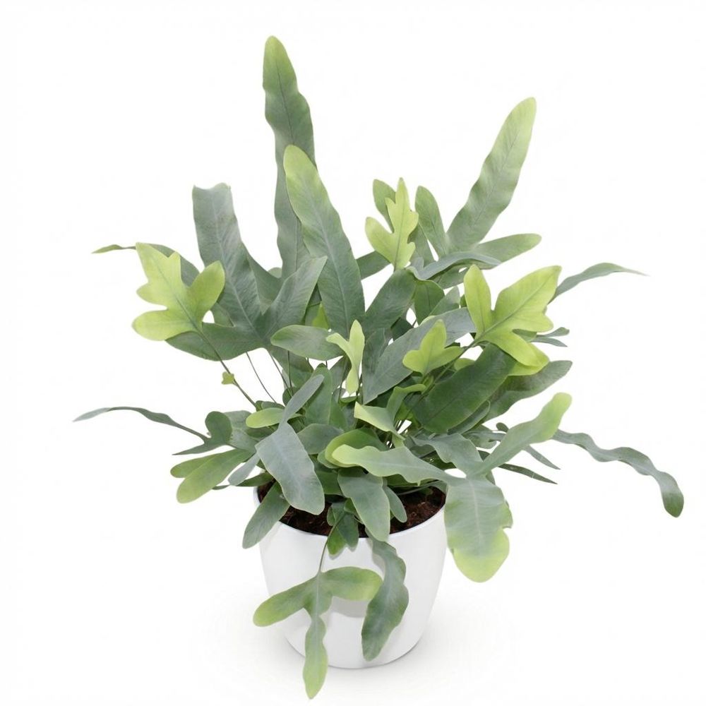 Phlebodium aureum blue star - pet-friendly - pot de 12cm - hauteur 25-30cm