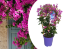 Bougainvillea 'alexandra' - violet - plante jardin - pot 17cm - hauteur 50-60cm