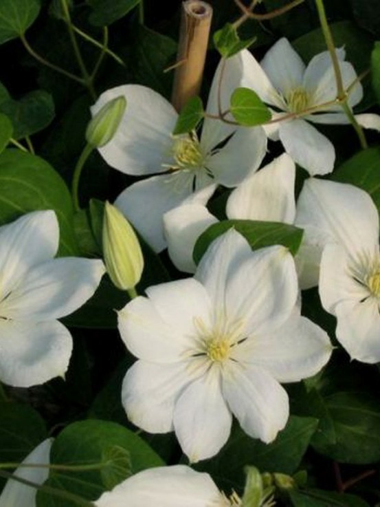 Clématite 'the bride' pot de 2l/3l