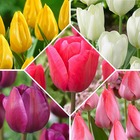 50 tulipes happy garden en mélange, le sachet de 50 bulbes / circonférence 10-11cm