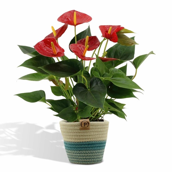Anthurium andreanum diamond red et son pot panier - hauteur 45cm