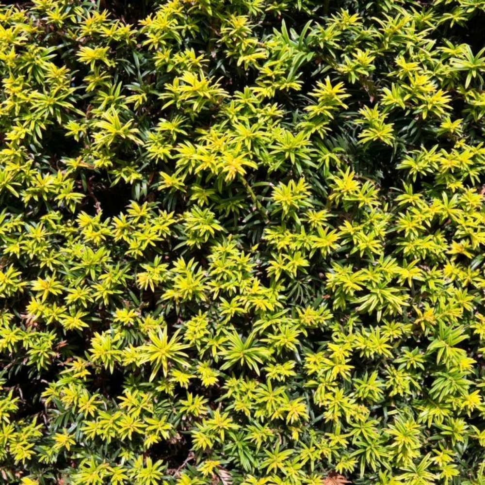 If commun golden minaret - taxus baccata golden minaret 40/60cm pot 2,5l