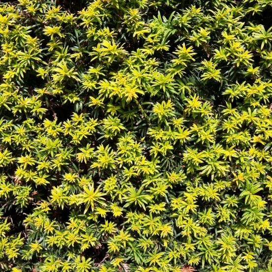 If commun golden minaret - taxus baccata golden minaret 40/60cm pot 2,5l