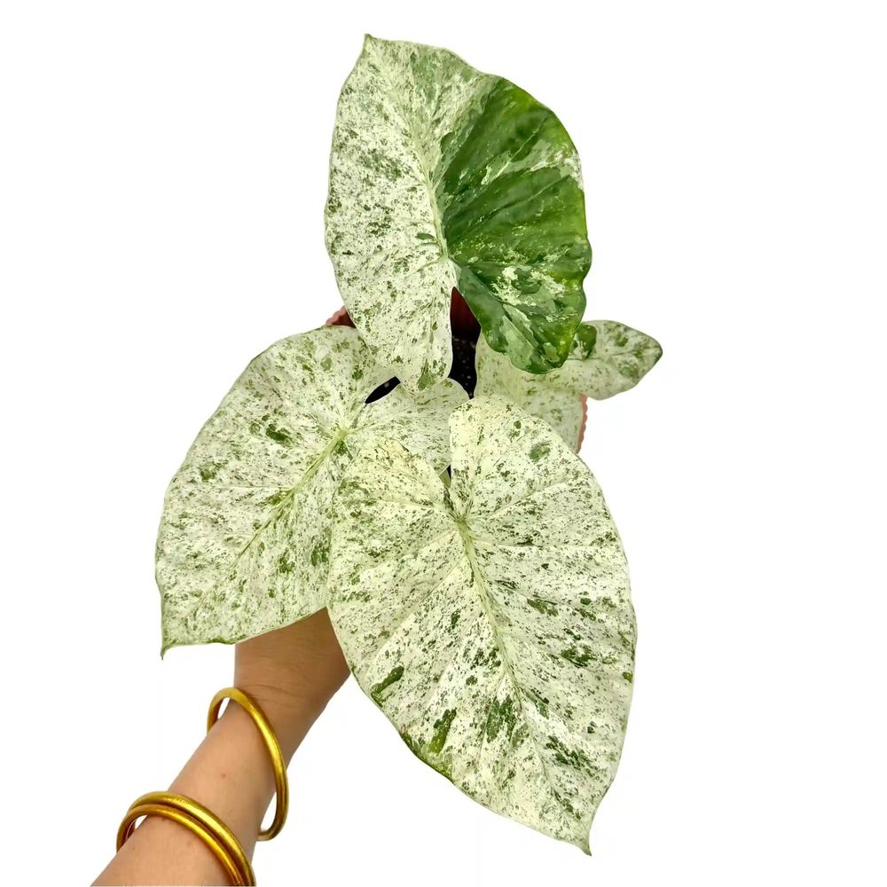 Alocasia odora batik variegata - pot de 12cm - plantes d'intérieur
