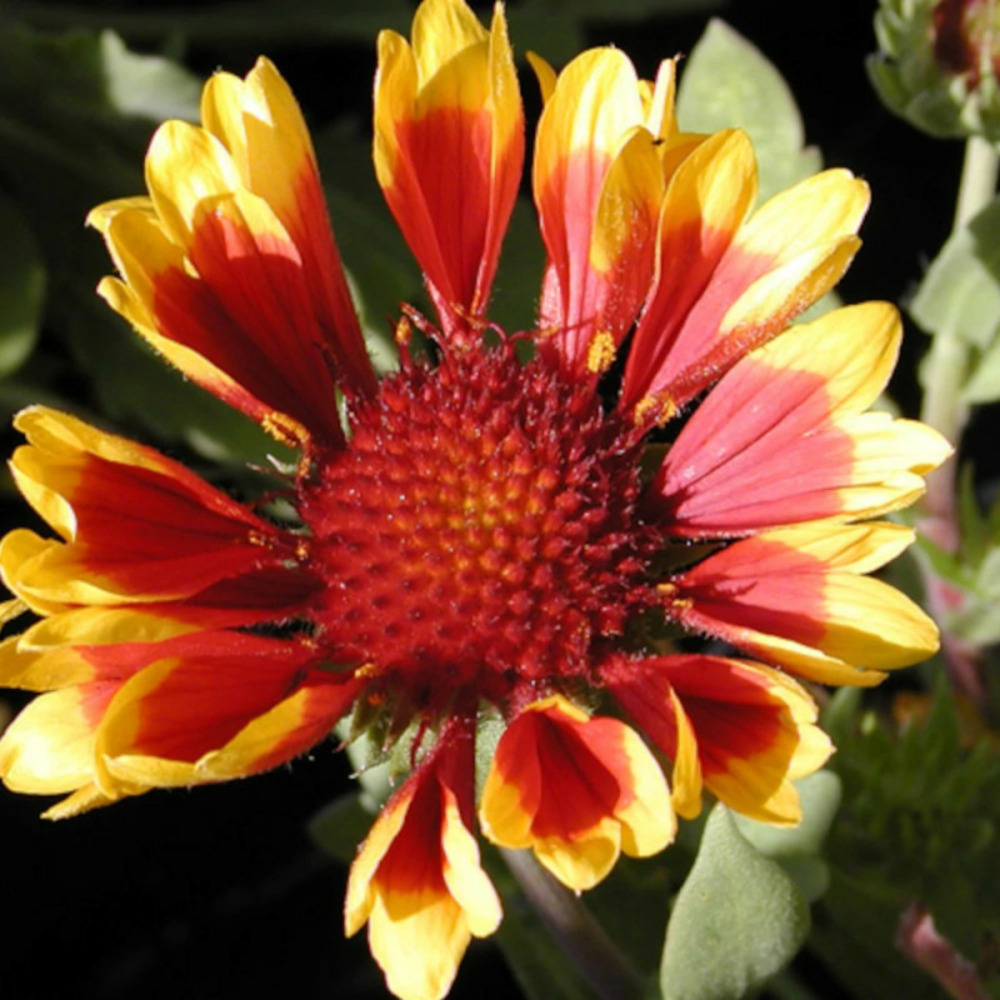 Gaillarde kobold godet - 5/20 cm