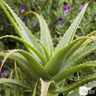 Aloe arborescens:pot 2l