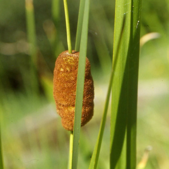 Massette naine lot de 5 godets