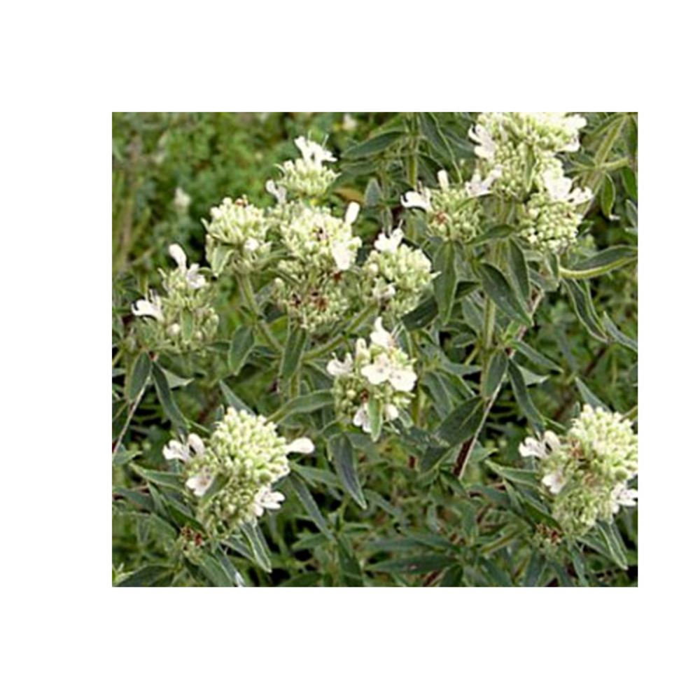 Menthe des montagnes godet de 8/9 cm