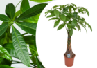Pachira aquatica - plante 'money tree' - pot 24cm - hauteur 110-120cm