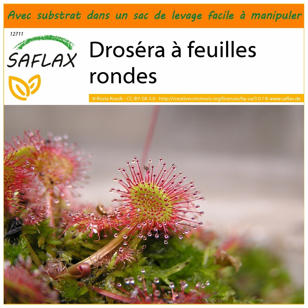 Garden in the bag - droséra à feuilles rondes - 50 graines - drosera rotundifolia