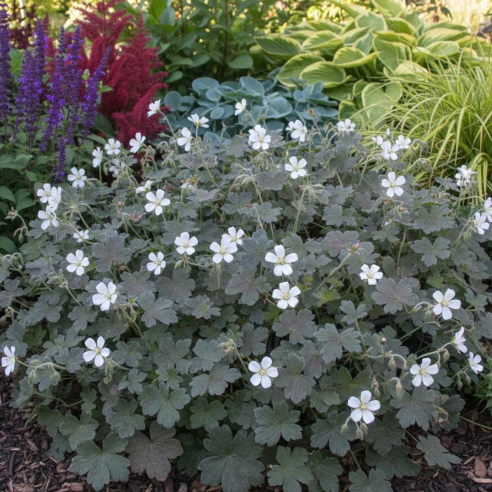 Géranium vivace sanne lot de 5 godets