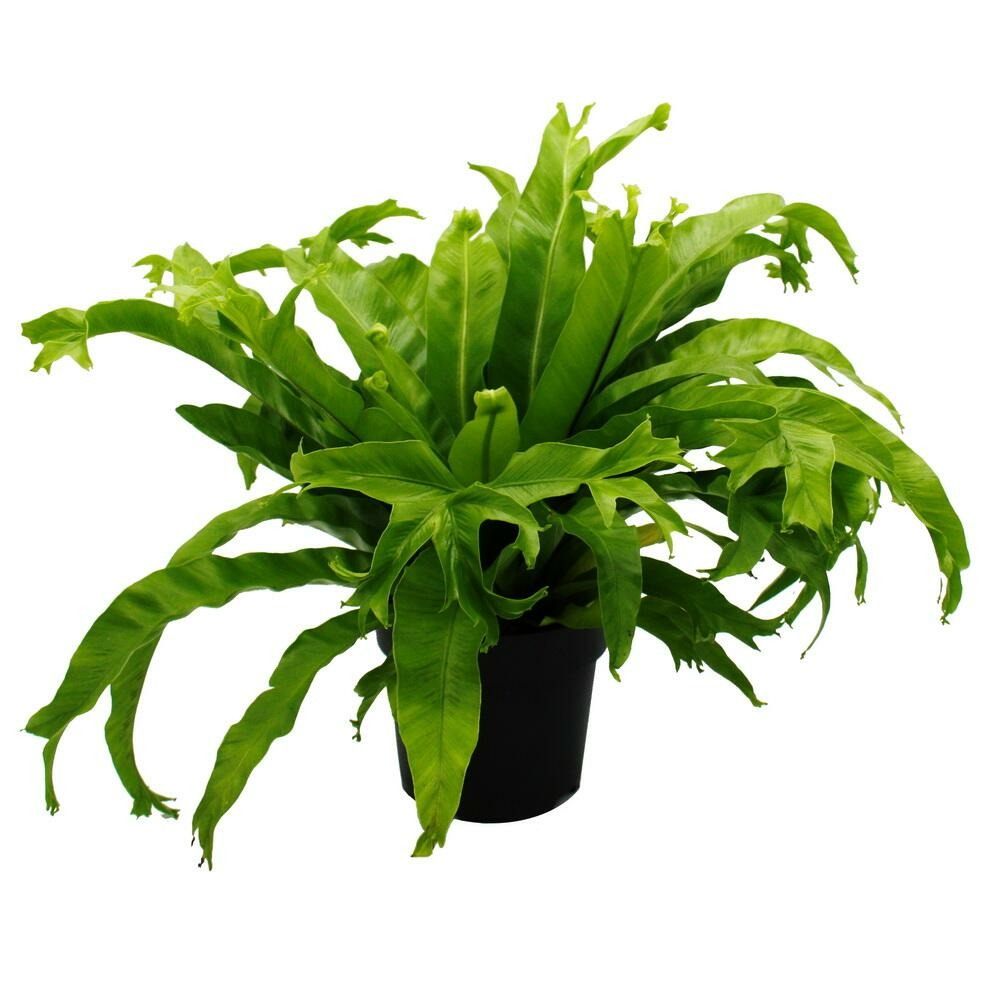 Asplenium nidus chrissie variétés spéciales de fougères pour la chambre fougère nid pot de 17cm hauteur environ 30-40cm