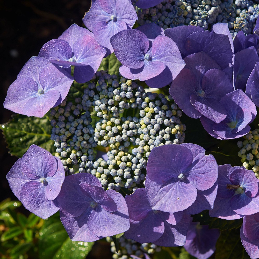 Hortensia 'blaumeise' pot de 2l/3l