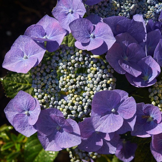 Hortensia 'blaumeise' pot de 2l/3l