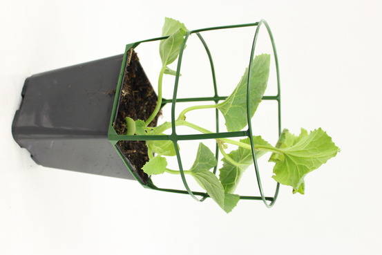 Plant de melon anasta f1 pot 0,5 l