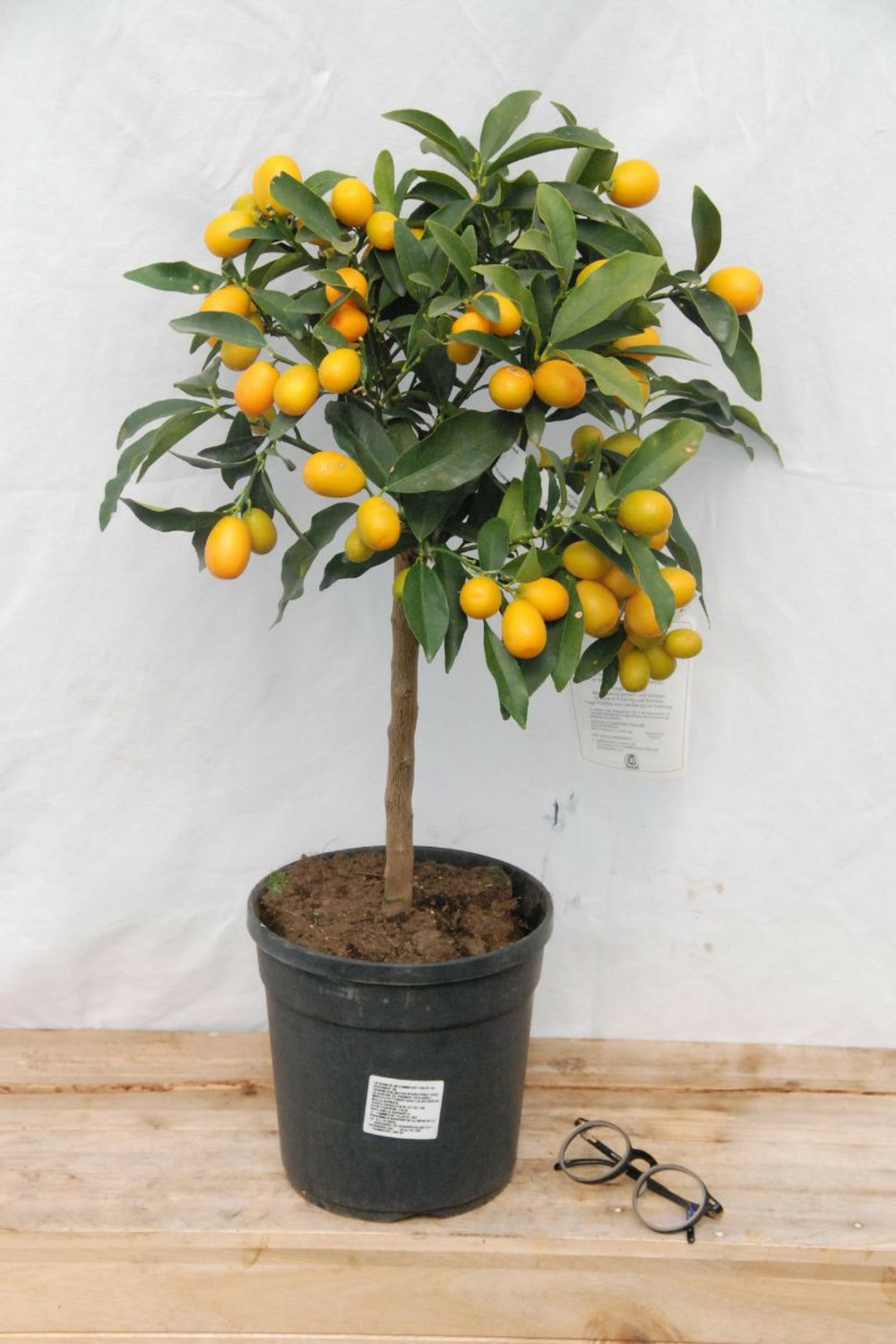 Kumquat - en pot de 5 litres