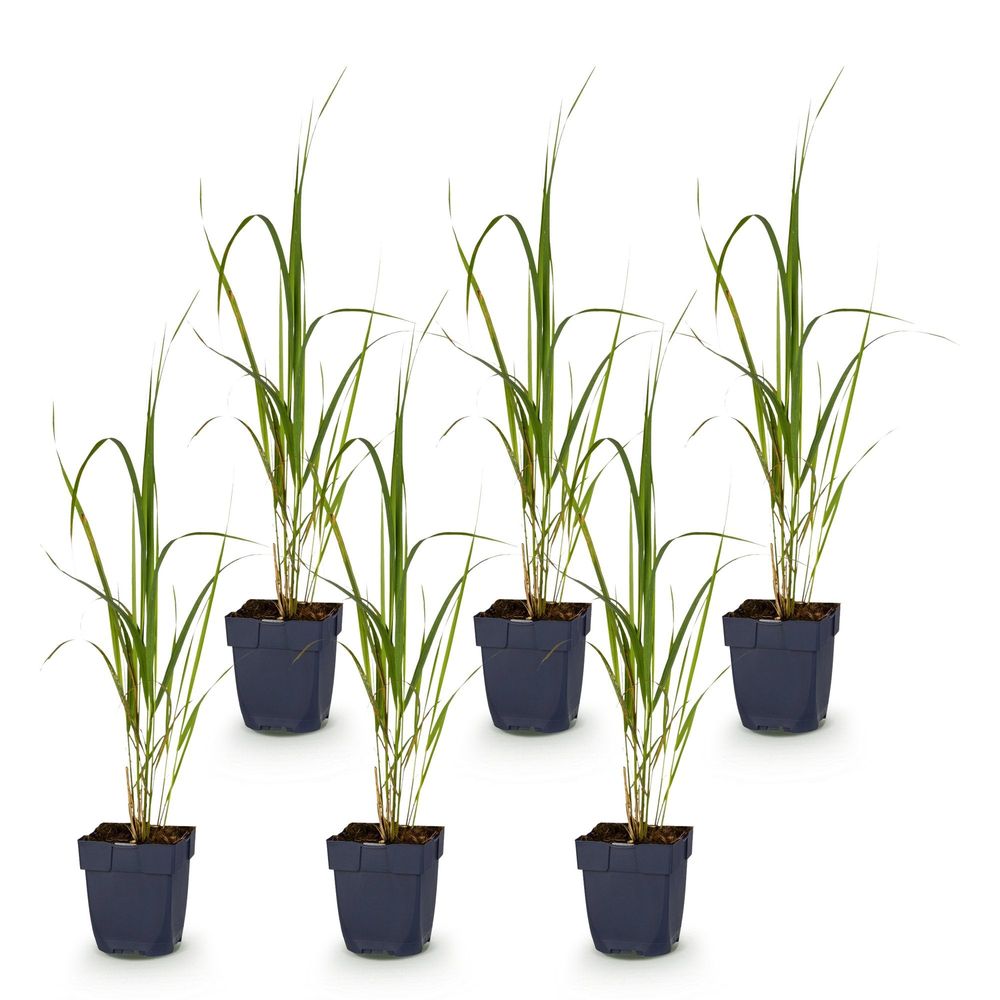 Molinie 'karl foerster' - lot de 6 - pot 11 cm - hauteur 25 cm - plante d'extérieur