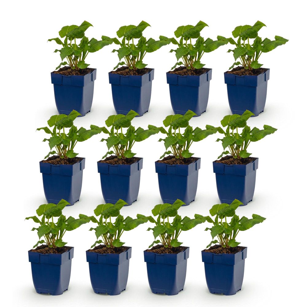 Renouée 'alba' - lot de 12 - pot 11 cm - hauteur 25 cm - plante d'extérieur