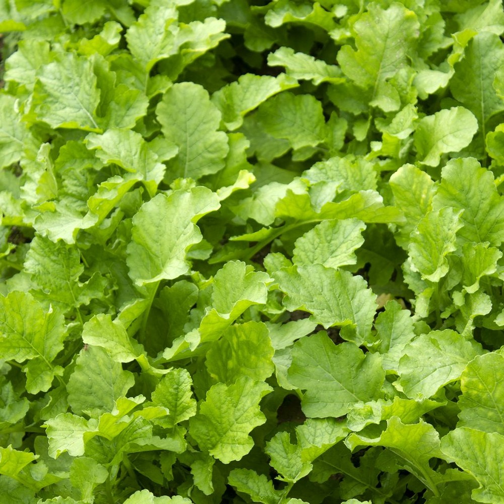 Chou à feuilles de navet 'namenia' le sachet de 1250 graines environ (3g)