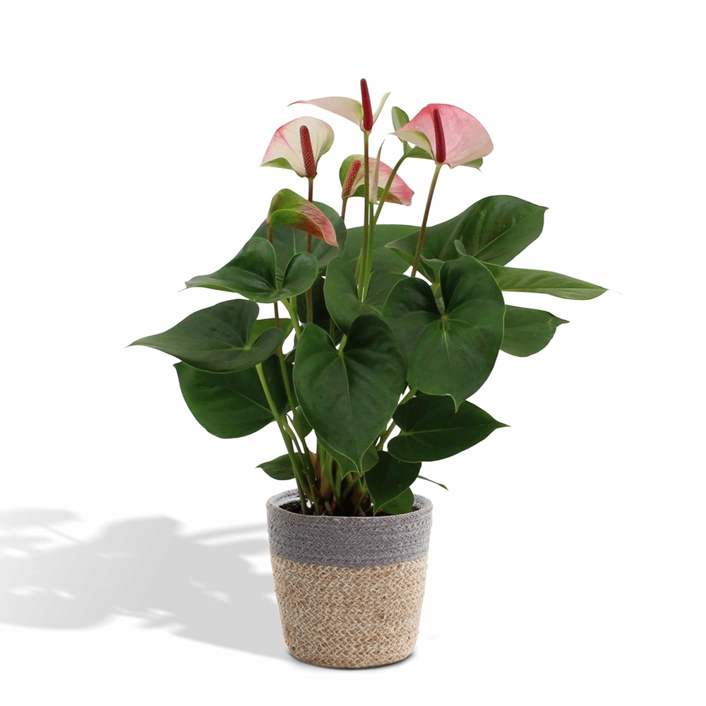 Plante d'intérieur - anthurium rose et son panier naturel gris 50cm