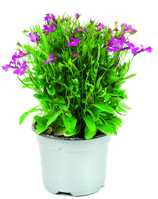 Lobelia erinus pot 10,5 cm