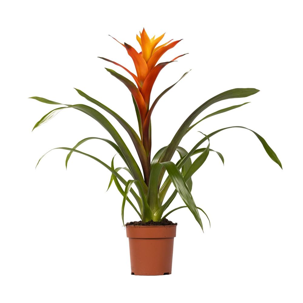 Guzmania variada - ø12 ↕50 - plantes d'intérieur
