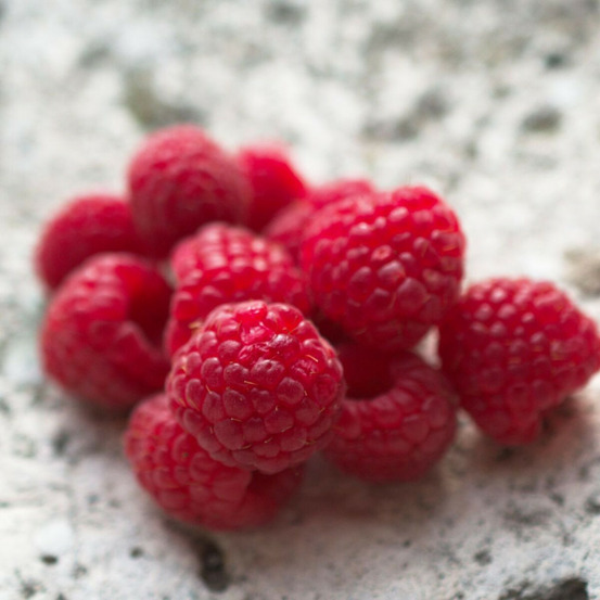 Framboisier zeva pot de 3l - 30/60 cm