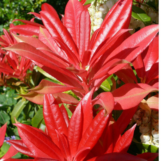 Andromède du japon forest flame, pieris pot de 3l - 20/40 cm